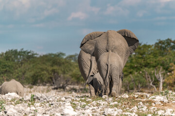 Fototapeta premium elephant in wild savanna , Africa