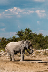 elephant in wild savanna , Africa