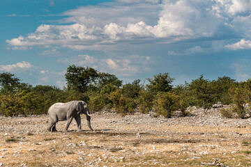 elephant in wild savanna , Africa