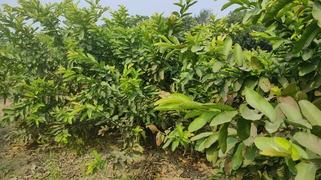 A green guava orchard with bagged fruits in India's lush fields. The orchard features rows of healthy trees with protective bags, highlighting effective agricultural practices and vibrant greenery.