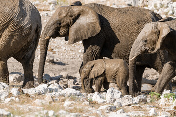 elephant in wild savanna , Africa