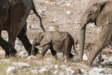 elephant in wild savanna , Africa