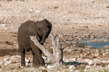 elephant in wild savanna , Africa