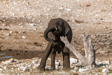 elephant in wild savanna , Africa