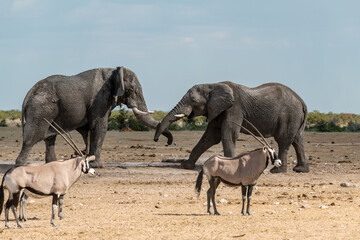 Fototapeta premium elephant in wild savanna , Africa