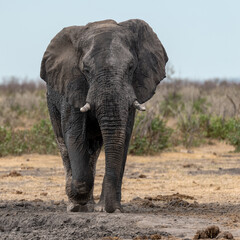 Fototapeta premium wild elephant in savanna , Africa