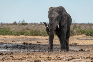Fototapeta premium elephant in wild savanna , Africa
