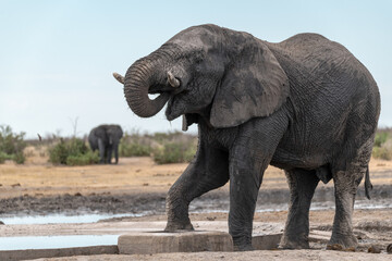 Obraz premium elephant in wild savanna , Africa