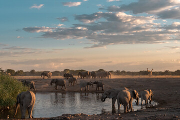 wild elephant in savanna , Africa