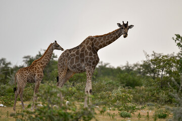 giraffe in the savannah