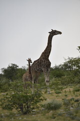 giraffe in the savannah