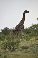 giraffe in the savannah