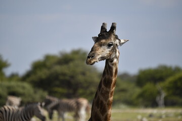 Giraffe in wild savanna , Africa