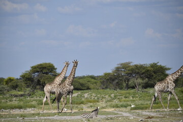 Giraffe in the savannah