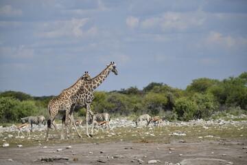 Giraffe in the savannah
