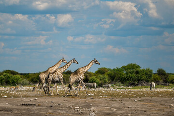 Giraffe in the savannah