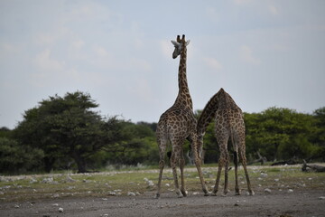 Giraffe in the savannah