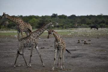Giraffe in the savannah