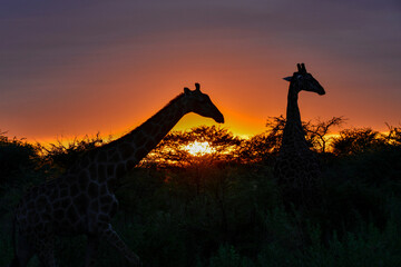 giraffe in the savannah