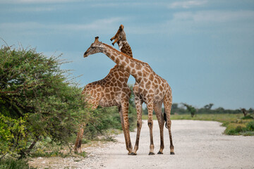 giraffe in the savannah