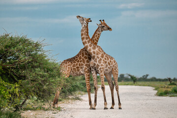 giraffe in the savannah