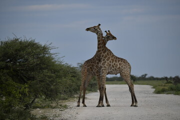 giraffe in the savannah