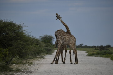 giraffe in the savannah