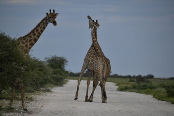 giraffe in the savannah