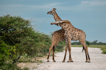 giraffe in the savannah