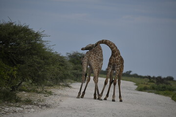 giraffe in the savannah