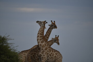 giraffe in savanna , Africa