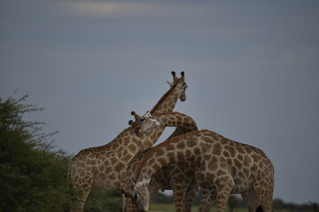 giraffe in savanna , Africa