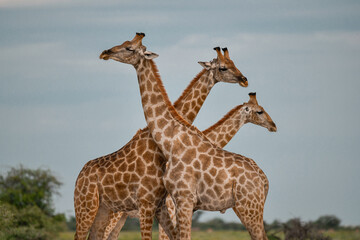 wild giraffe in savanna , Africa