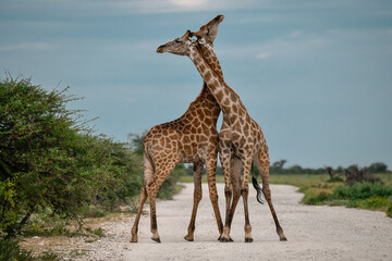 wild giraffe in savanna , Africa