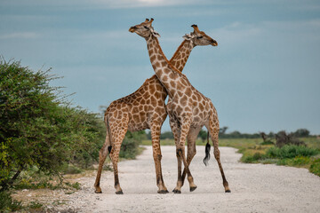 wild giraffe in savanna , Africa