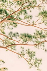 Serene Pine Tree Branches Overhead View Artistic Nature Photography