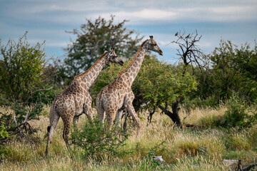 wild giraffe in savanna , Africa