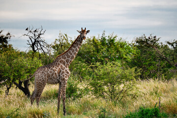 wild giraffe in savanna , Africa
