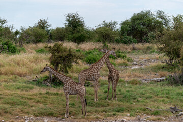wild giraffe in savanna , Africa
