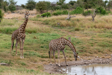 wild giraffe in savanna , Africa