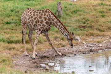 wild giraffe in savanna , Africa
