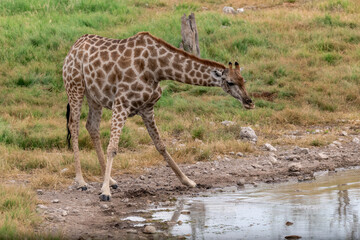 wild giraffe in savanna , Africa
