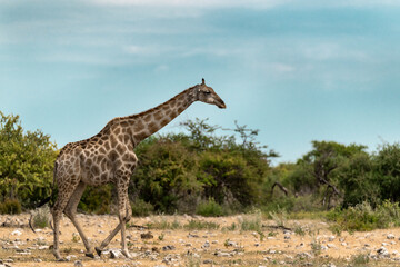 wild giraffe in savanna , Africa