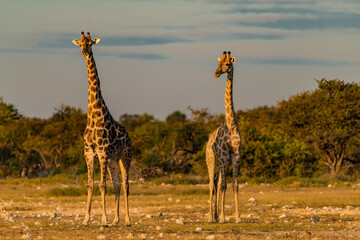 wild giraffe in savanna , Africa