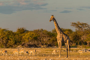 wild giraffe in savanna , Africa