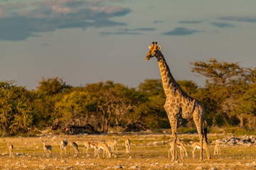 wild giraffe in savanna , Africa