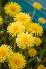 Naklejka premium Sunshine Blooms: A captivating close-up of radiant yellow dandelions, their delicate petals forming a vibrant display of nature's artistry, against a soft, blurred background.