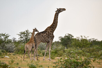 Giraffe in the savannah