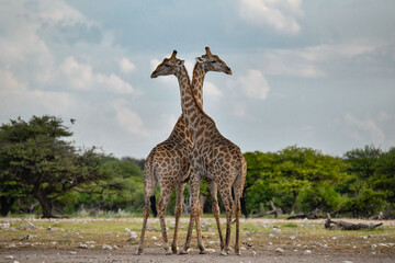 Giraffe in the savannah