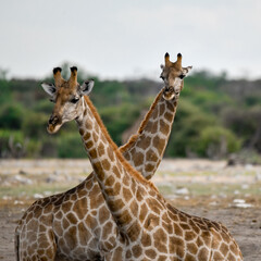 Giraffe in the savannah